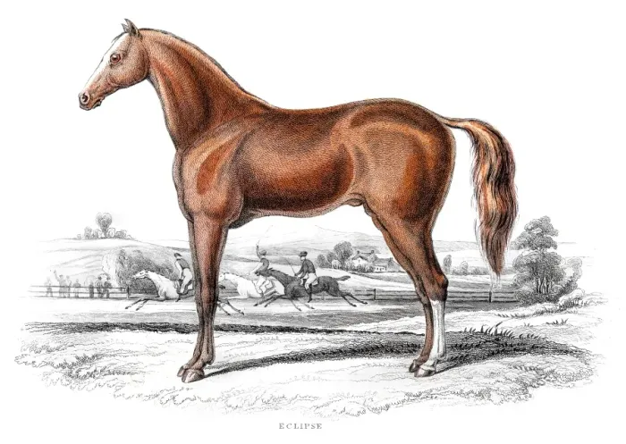 Framed Print : British Thoroughbred horse 1841 Framed Print : British Thoroughbred horse 1841