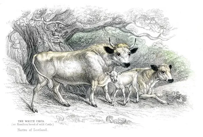 Framed Print : British wild cattle lithograph 1884 Framed Print : British wild cattle lithograph 1884