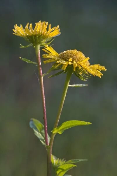 British Yellowhead or Meadow Fleabane -Inula britannica-, Burgenland, Austria