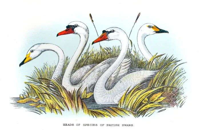 Framed Print : Britsih swan illustration 1896 Framed Print : Britsih swan illustration 1896