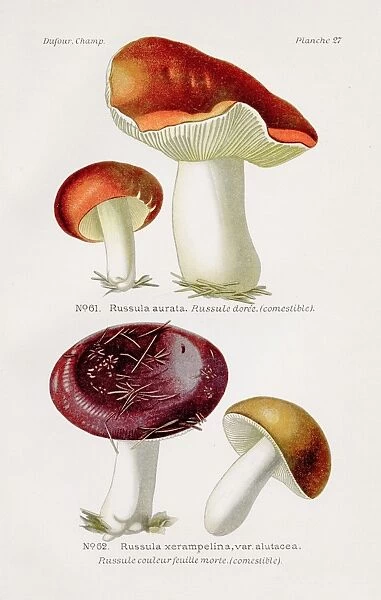 Brittlegill mushroom 1891