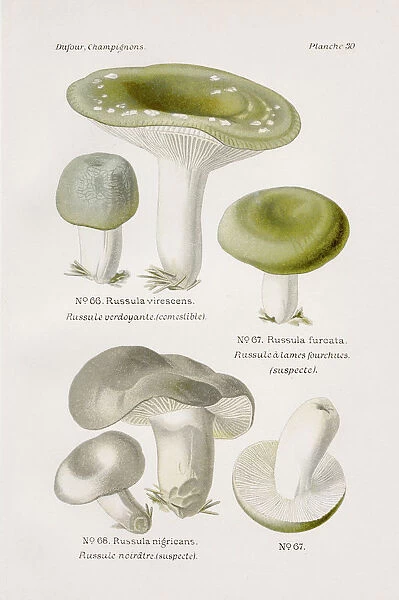 Brittlegill mushroom 1891