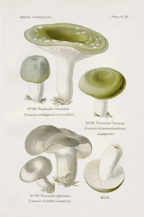 Framed Print : Brittlegill mushroom 1891 Framed Print : Brittlegill mushroom 1891