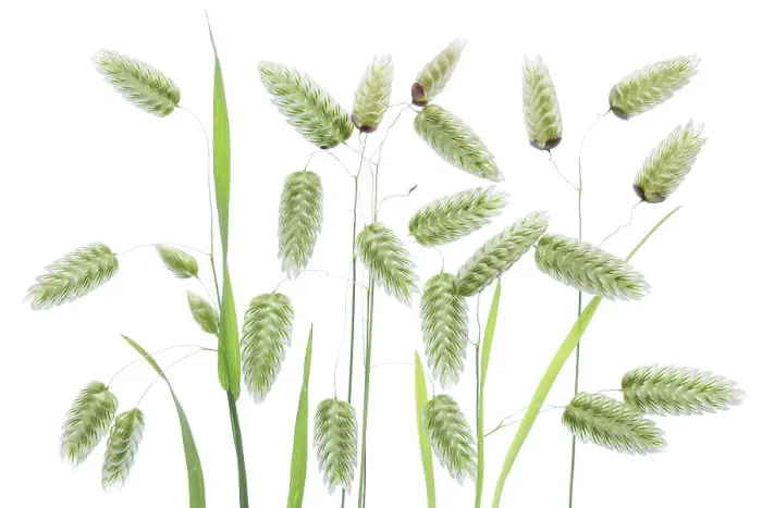 Framed Print : Briza Maxima (Quaking Grass) Framed Print : Briza Maxima (Quaking Grass)