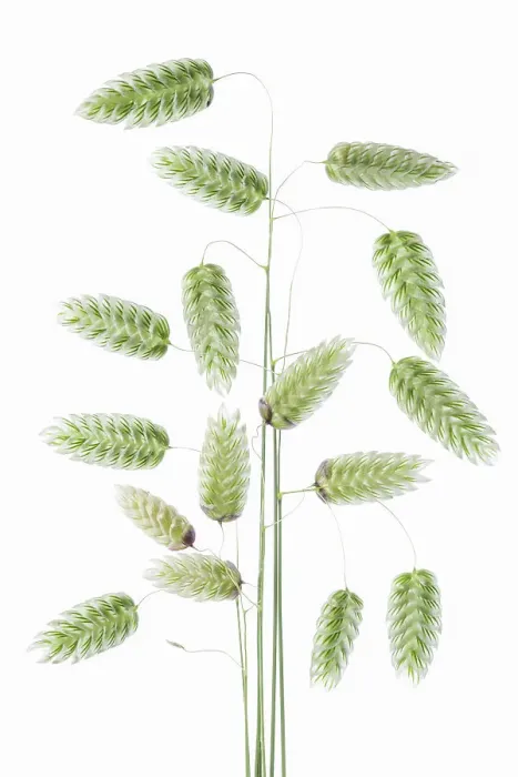 Framed Print : Briza Maxima (Quaking Grass) Framed Print : Briza Maxima (Quaking Grass)
