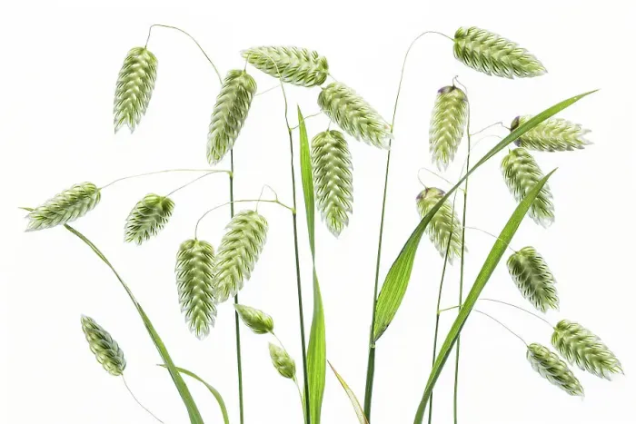Framed Print : Briza Maxima (Quaking Grass) Framed Print : Briza Maxima (Quaking Grass)
