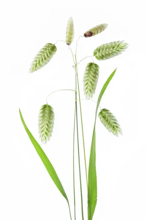 Framed Print : Briza Maxima (Quaking Grass) Framed Print : Briza Maxima (Quaking Grass)