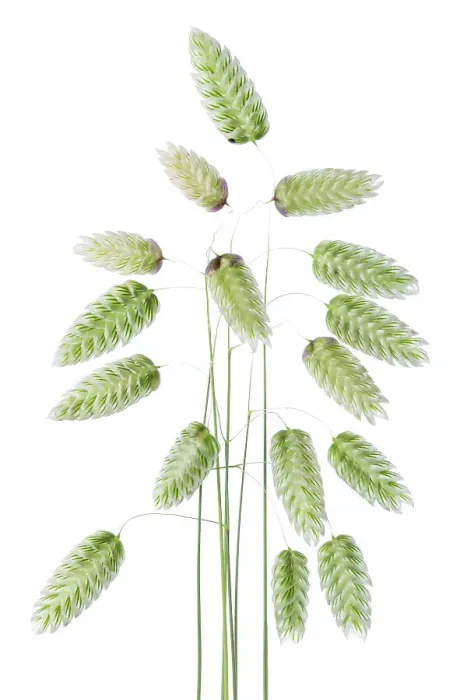 Framed Print : Briza Maxima (Quaking Grass) Framed Print : Briza Maxima (Quaking Grass)