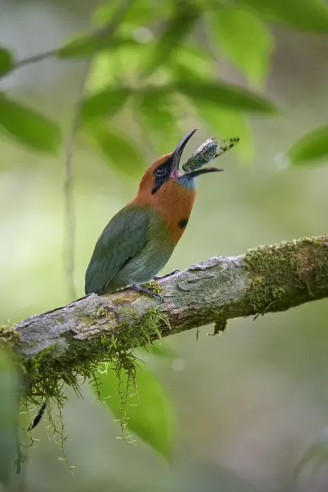 Framed Print : Broad-billed Motmot Framed Print : Broad-billed Motmot