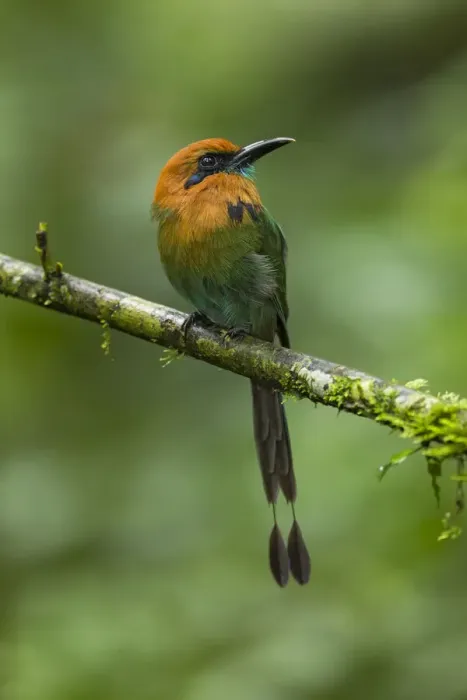 Framed Print : Broad-billed Motmot Framed Print : Broad-billed Motmot