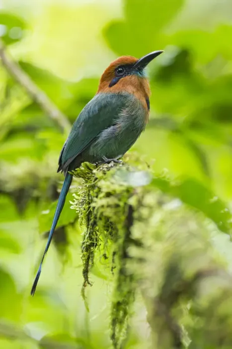 Framed Print : Broad-billed Motmot Framed Print : Broad-billed Motmot