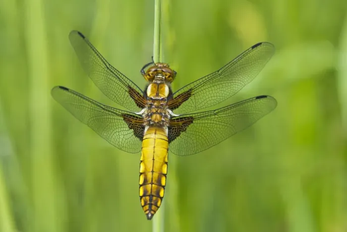 Framed Print : Broad-bodied Chaser or -Libellula depressa-, female, Burgenland, Austria Framed Print : Broad-bodied Chaser or -Libellula depressa-, female, Burgenland, Austria