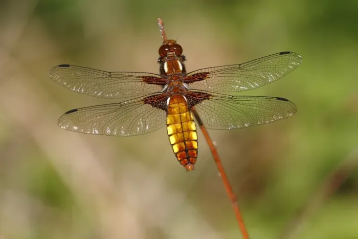 Framed Print : Broad-bodied chaser -Libellula depressa-, female perched on reed, Huehnermoor marsh near Marienfeld, Guetersloh, North Rhine-Westphalia, Germany, Europe