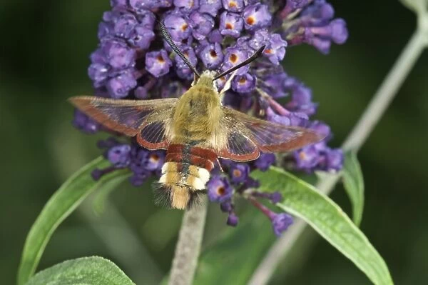 Broad-bordered Bee Hawk-moth -Hemaris Fuciformis- on Summer Lilac or Butterfly-bush -Buddleja-, Baden-Wurttemberg, Germany