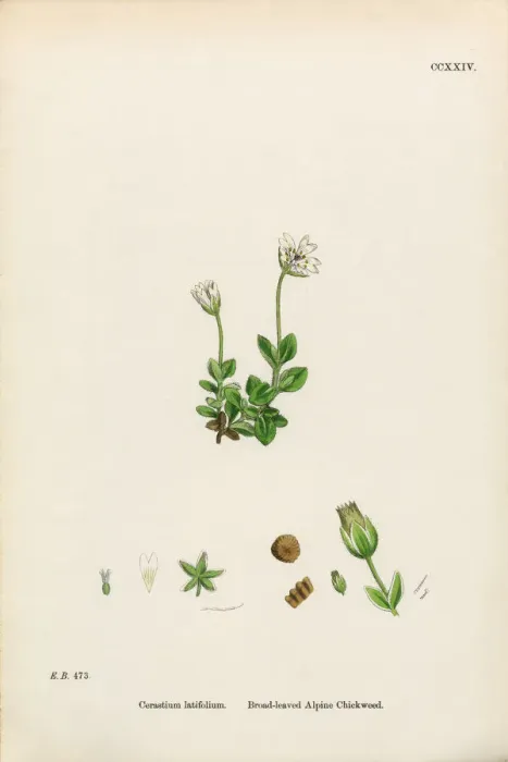 Framed Print : Broad-Leaved Alpine Chickweed, Cerastium Latifolium, Victorian Botanical Illustration, 1863 Framed Print : Broad-Leaved Alpine Chickweed, Cerastium Latifolium, Victorian Botanical Illustration, 1863
