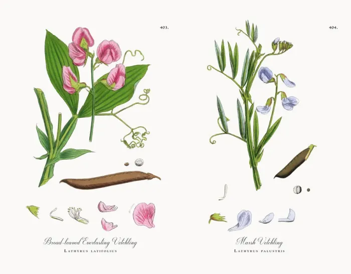 Framed Print : Broad-leaved Everlasting Vetchling, Lathyrus latifolius, Victorian Botanical Illustration, 1863 Framed Print : Broad-leaved Everlasting Vetchling, Lathyrus latifolius, Victorian Botanical Illustration, 1863