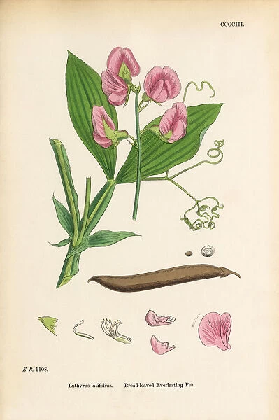 Broad-leaved Everlasting Vetchling, Lathyrus latifolius, Victorian Botanical Illustration, 1863