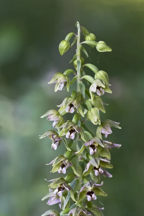 Framed Print : Broad-leaved Helleborine -Epipactis helleborine-, Burgenland, Austria Framed Print : Broad-leaved Helleborine -Epipactis helleborine-, Burgenland, Austria