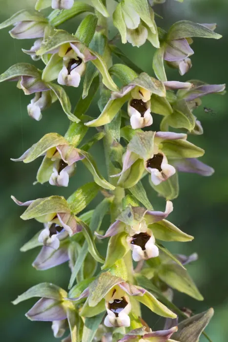 Framed Print : Broad-leaved Helleborine -Epipactis helleborine-, Burgenland, Austria Framed Print : Broad-leaved Helleborine -Epipactis helleborine-, Burgenland, Austria
