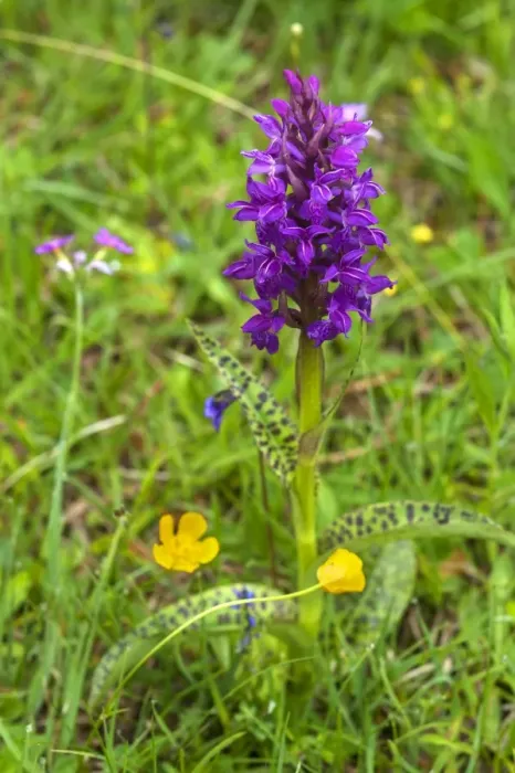 Framed Print : Broad-leaved Marsh Orchid -Dactylorhiza majalis-, Bavaria, Germany Framed Print : Broad-leaved Marsh Orchid -Dactylorhiza majalis-, Bavaria, Germany