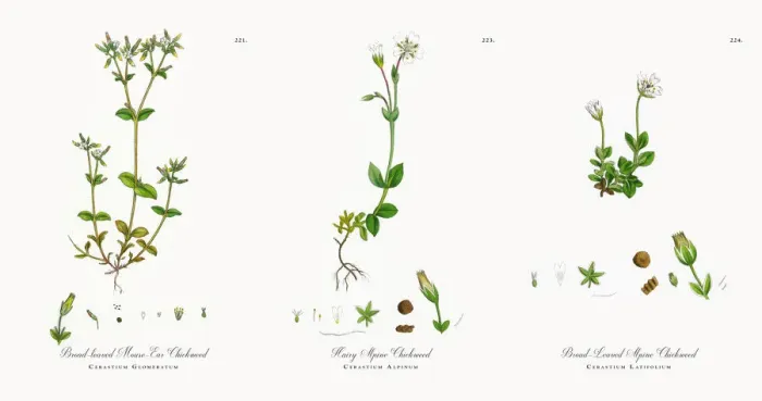 Framed Print : Broad-leaved Mouse-Ear Chickweed, Cerastium Glomeratum, Victorian Botanical Illustration, 1863