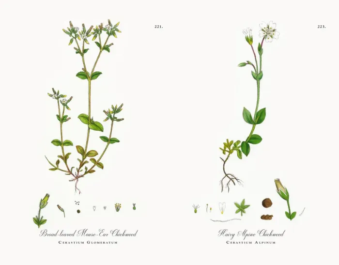 Framed Print : Broad-leaved Mouse-Ear Chickweed, Cerastium Glomeratum, Victorian Botanical Illustration, 1863 Framed Print : Broad-leaved Mouse-Ear Chickweed, Cerastium Glomeratum, Victorian Botanical Illustration, 1863