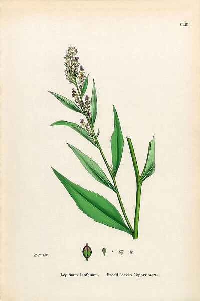 Broad leaved Pepperwort, Lepidium latifolium, Victorian Botanical Illustration, 1863