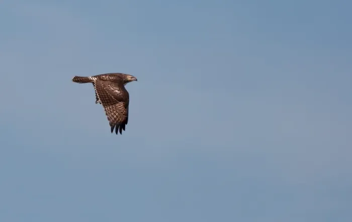 Framed Print : Broad shouldered Hawk flying