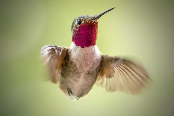 Framed Print : broad-tailed hummingbird