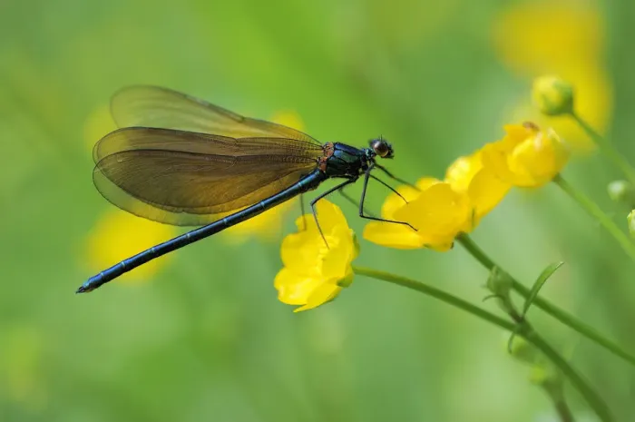 Framed Print : Broad-winged damselfly -Calopterygidae- on twinflowered marsh marigold -Caltha- Framed Print : Broad-winged damselfly -Calopterygidae- on twinflowered marsh marigold -Caltha-