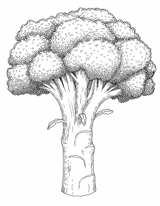 Framed Print : Broccoli. Dorling Kindersley Prints
