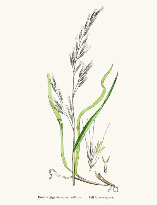 Framed Print : Brome grasses evasive weeds Framed Print : Brome grasses evasive weeds