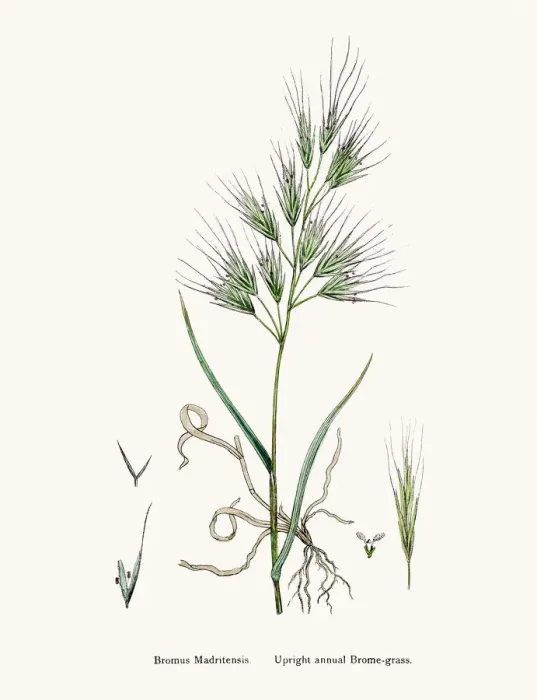 Framed Print : Brome grasses evasive weeds Framed Print : Brome grasses evasive weeds