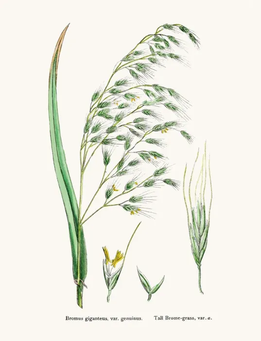 Framed Print : Brome grasses evasive weeds Framed Print : Brome grasses evasive weeds