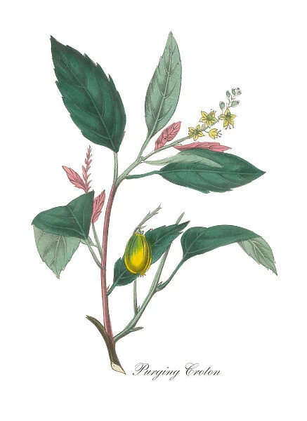 Bromeliad or Purging Croton Victorian Botanical Illustration