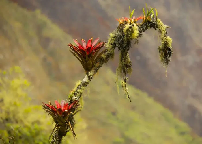 Framed Print : Bromeliads line mountains that surround Machu Picchu, Machu Picchu, Peru
