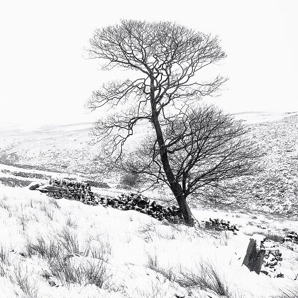 Bronte tree in the snow