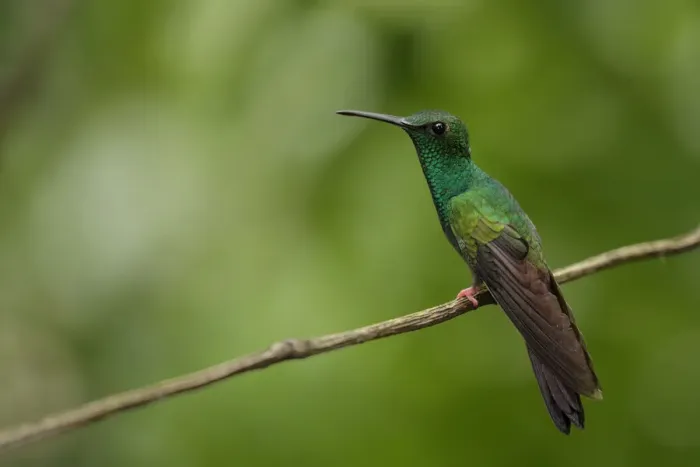 Framed Print : Bronze-tailed Plumeleteer