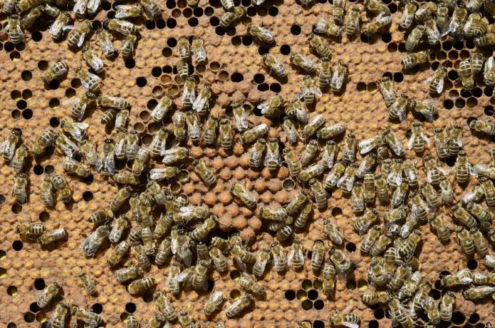 Framed Print : Brood comb with drone brood surrounded by worker bees -Apis mellifera var. carnica- Framed Print : Brood comb with drone brood surrounded by worker bees -Apis mellifera var. carnica-