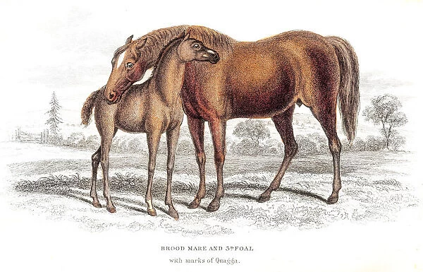 Brood mare horse and foal 1841