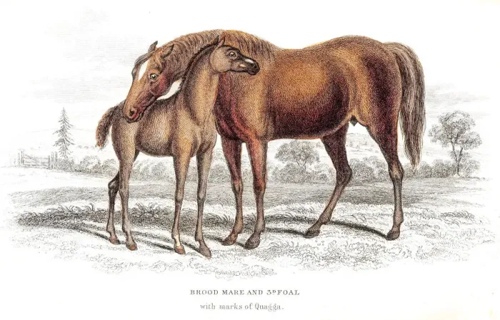 Framed Print : Brood mare horse and foal 1841 Framed Print : Brood mare horse and foal 1841