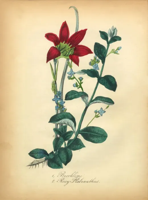 Framed Print : Brooklime and Rosy Flabranthus Victorian Botanical Illustration Framed Print : Brooklime and Rosy Flabranthus Victorian Botanical Illustration