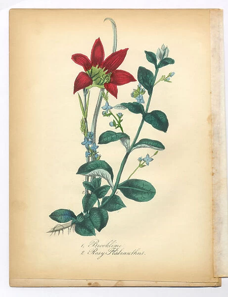 Brooklime and Rosy Habranthus, Rain Lily, Victorian Botanical Illustration