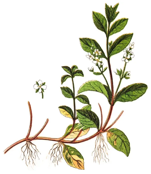 Framed Print : Brooklime (Veronica beccabunga), also called European speedwell Framed Print : Brooklime (Veronica beccabunga), also called European speedwell