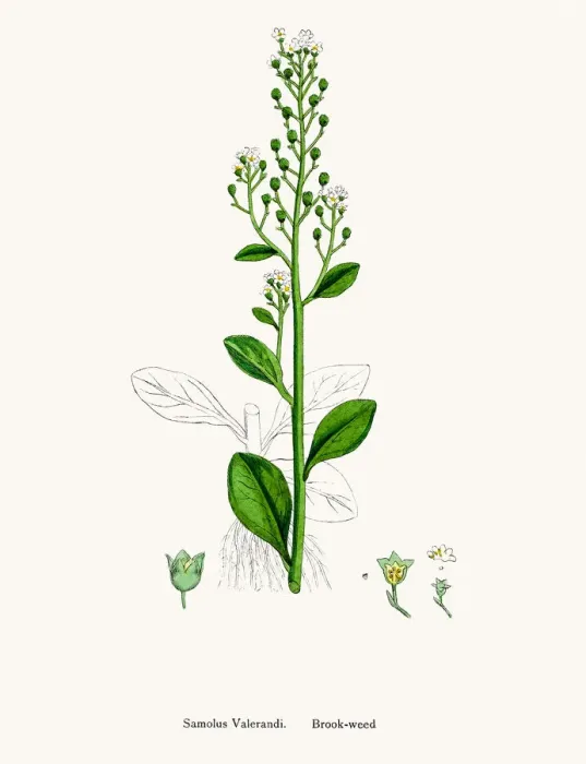 Framed Print : Brookweed. Photographic image of an original antique illustration by Sowerby Framed Print : Brookweed. Photographic image of an original antique illustration by Sowerby
