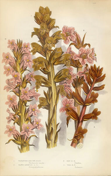 Broomrape, Clove, Orobanche, Red Broomrape, Victorian Botanical Illustration