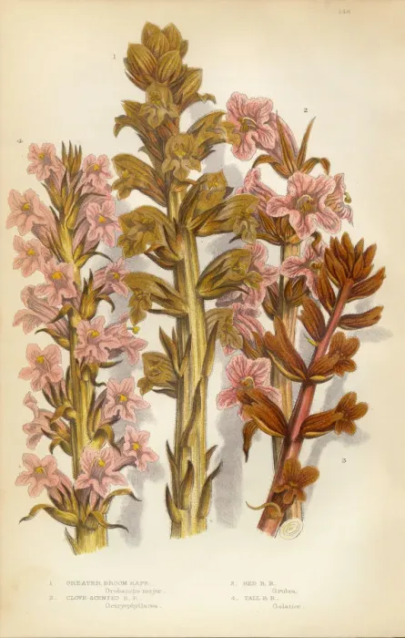 Framed Print : Broomrape, Clove, Orobanche, Red Broomrape, Victorian Botanical Illustration Framed Print : Broomrape, Clove, Orobanche, Red Broomrape, Victorian Botanical Illustration