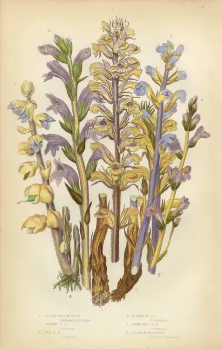 Framed Print : Broomrape, Clove, Orobanche, Red Broomrape, Toothwort, Victorian Botanical Illustration Framed Print : Broomrape, Clove, Orobanche, Red Broomrape, Toothwort, Victorian Botanical Illustration