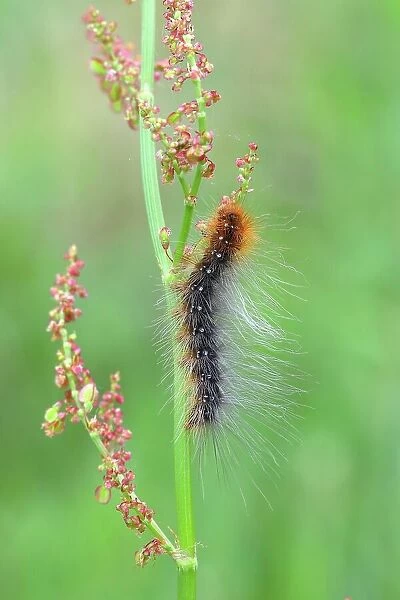 Brown bear (Arctia caja), caterpillar, feeding on meadow sorrel, common sorrel (Rumex acetosa), North Rhine-Westphalia, Germany