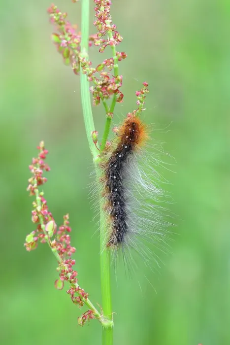 Framed Print : Brown bear (Arctia caja), caterpillar, feeding on meadow sorrel, common sorrel (Rumex acetosa), North Rhine-Westphalia, Germany Framed Print : Brown bear (Arctia caja), caterpillar, feeding on meadow sorrel, common sorrel (Rumex acetosa), North Rhine-Westphalia, Germany